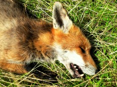 a dead fox